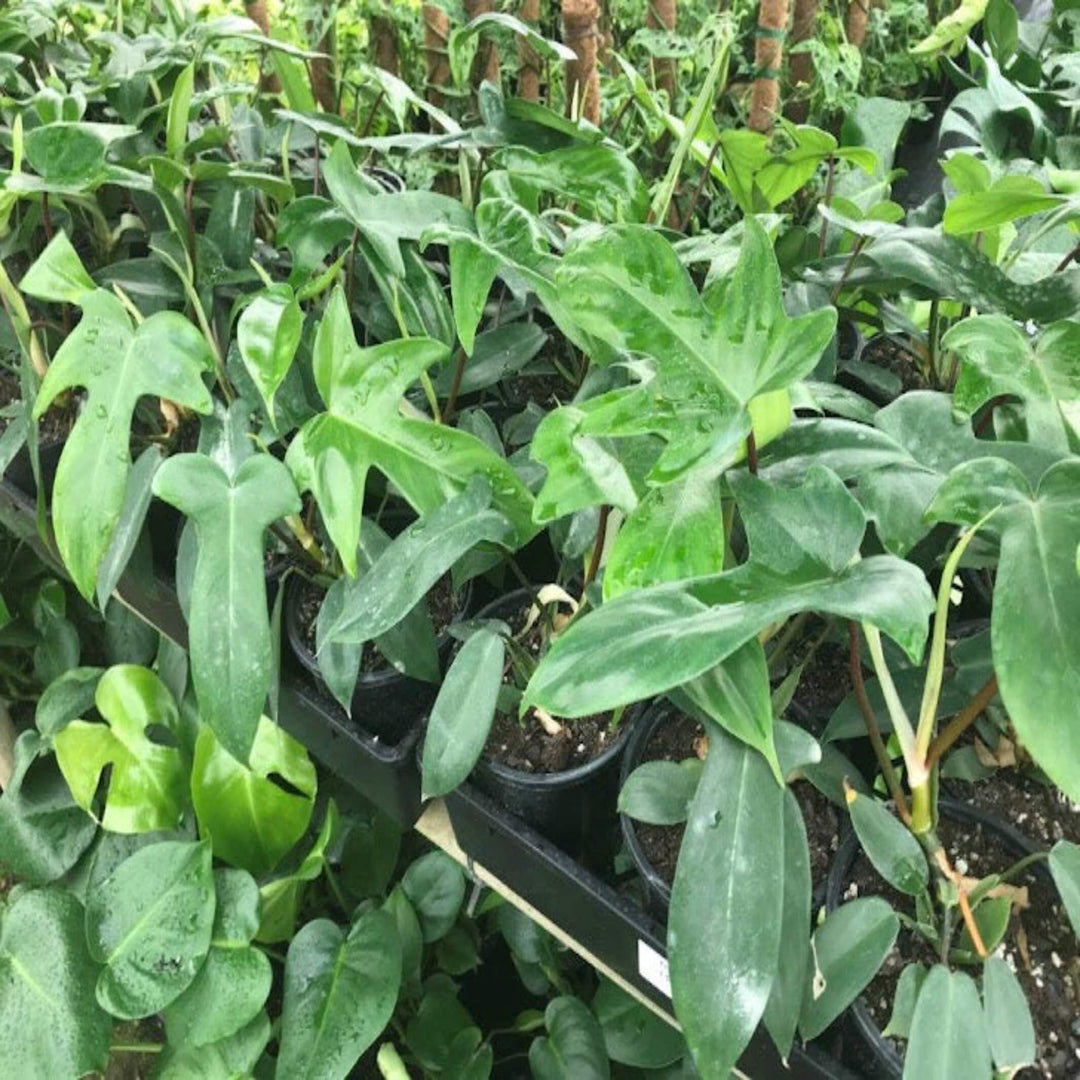 philodendron florida green 130 mm