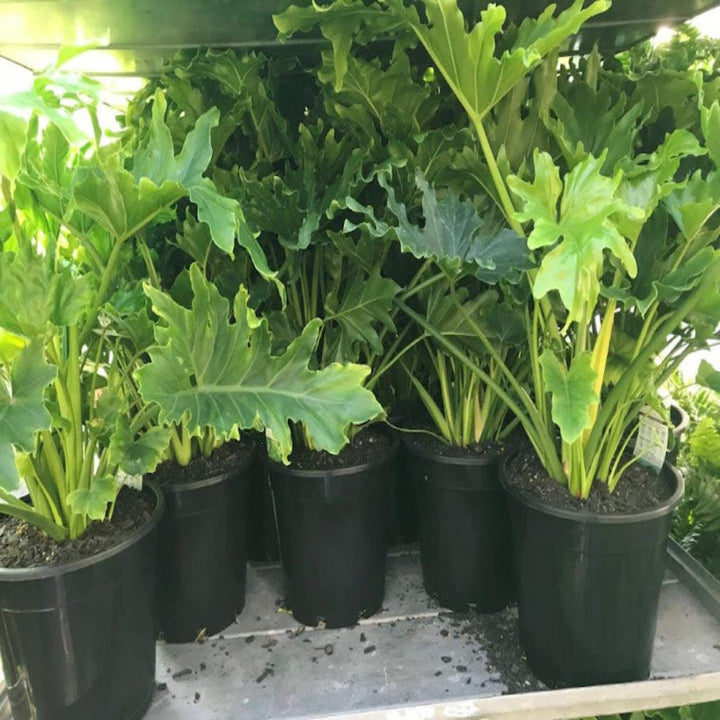philodendron hope 300 mm