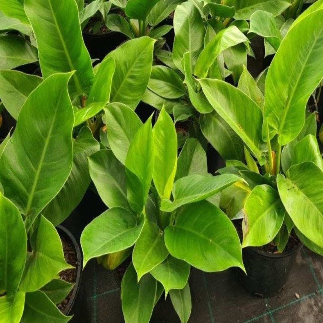 philodendron imperial green 200 mm