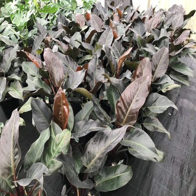 philodendron imperial red 250 mm