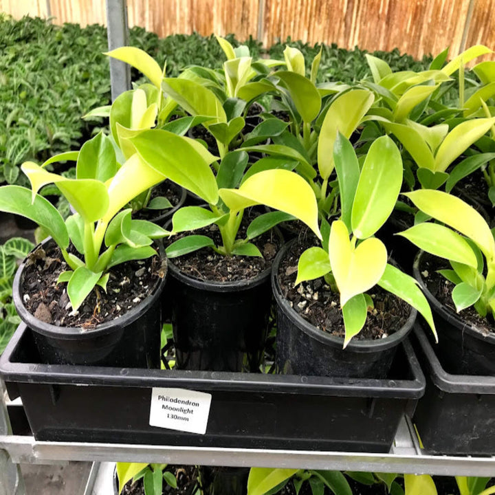 philodendron moonlight 130 mm