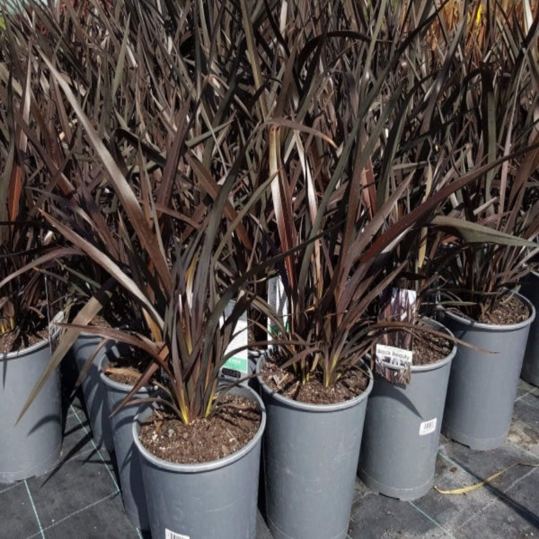 Phormium 'Black Beauty' - I New Zealand Flax