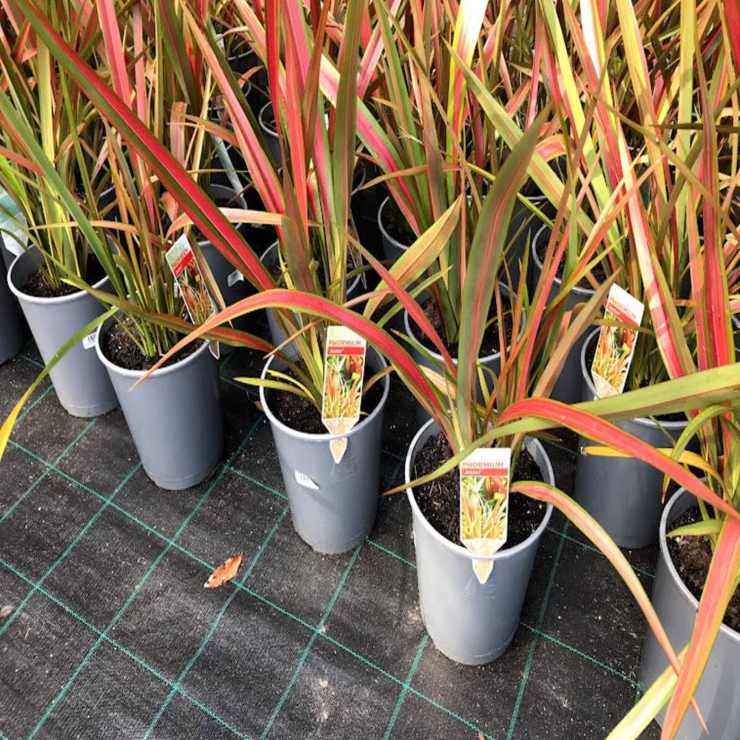 Formium Jester Phormium tenax 'Jester' - I New Zealand Flax – The Australian Plant Shop
