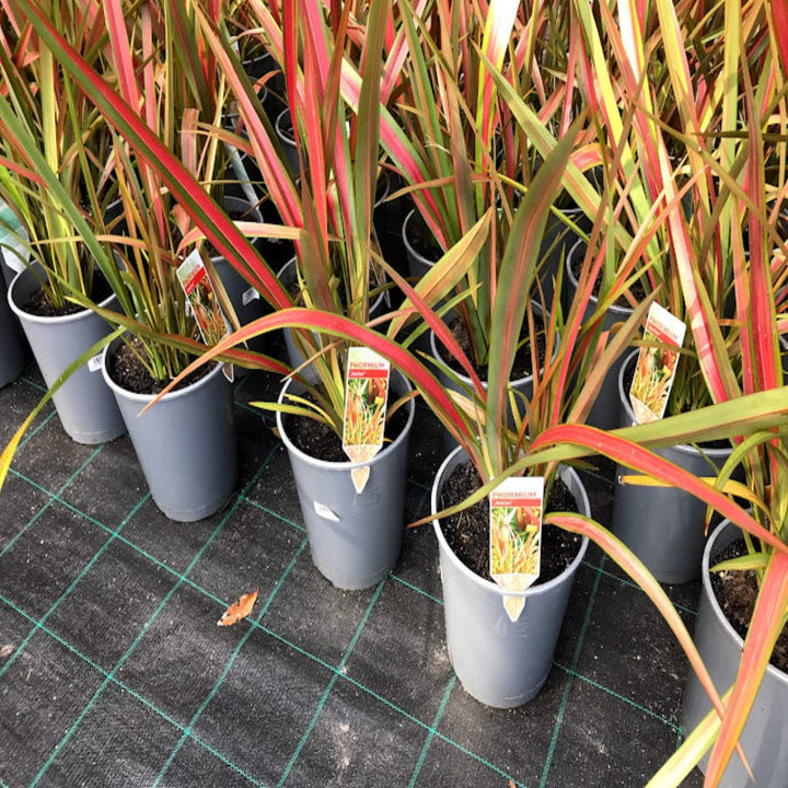 Phormium Jester NZ Flax 200 mm