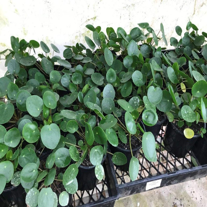 pilea peperomioides chinese money plant 130 mm