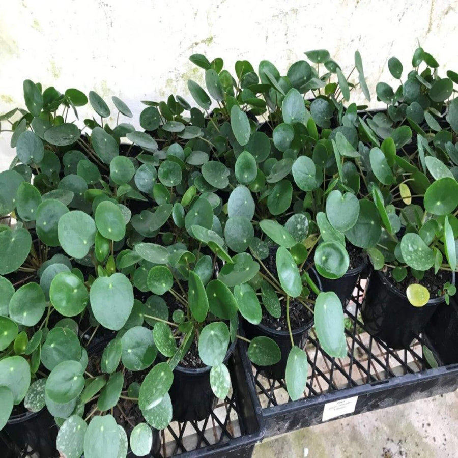 pilea peperomioides chinese money plant 130 mm