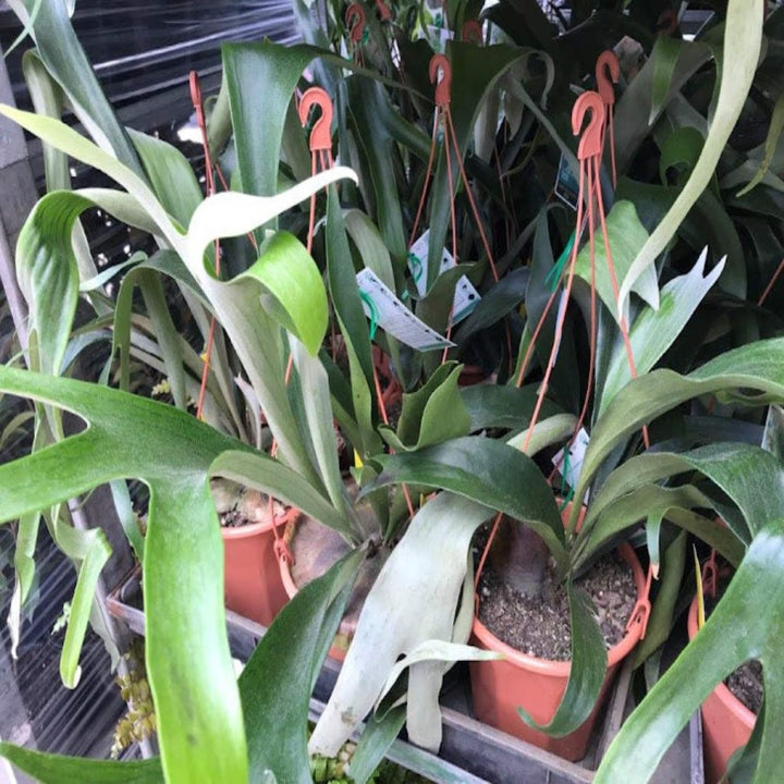 platycerium bifurcatum elkhorn hanging baskets 175 mm