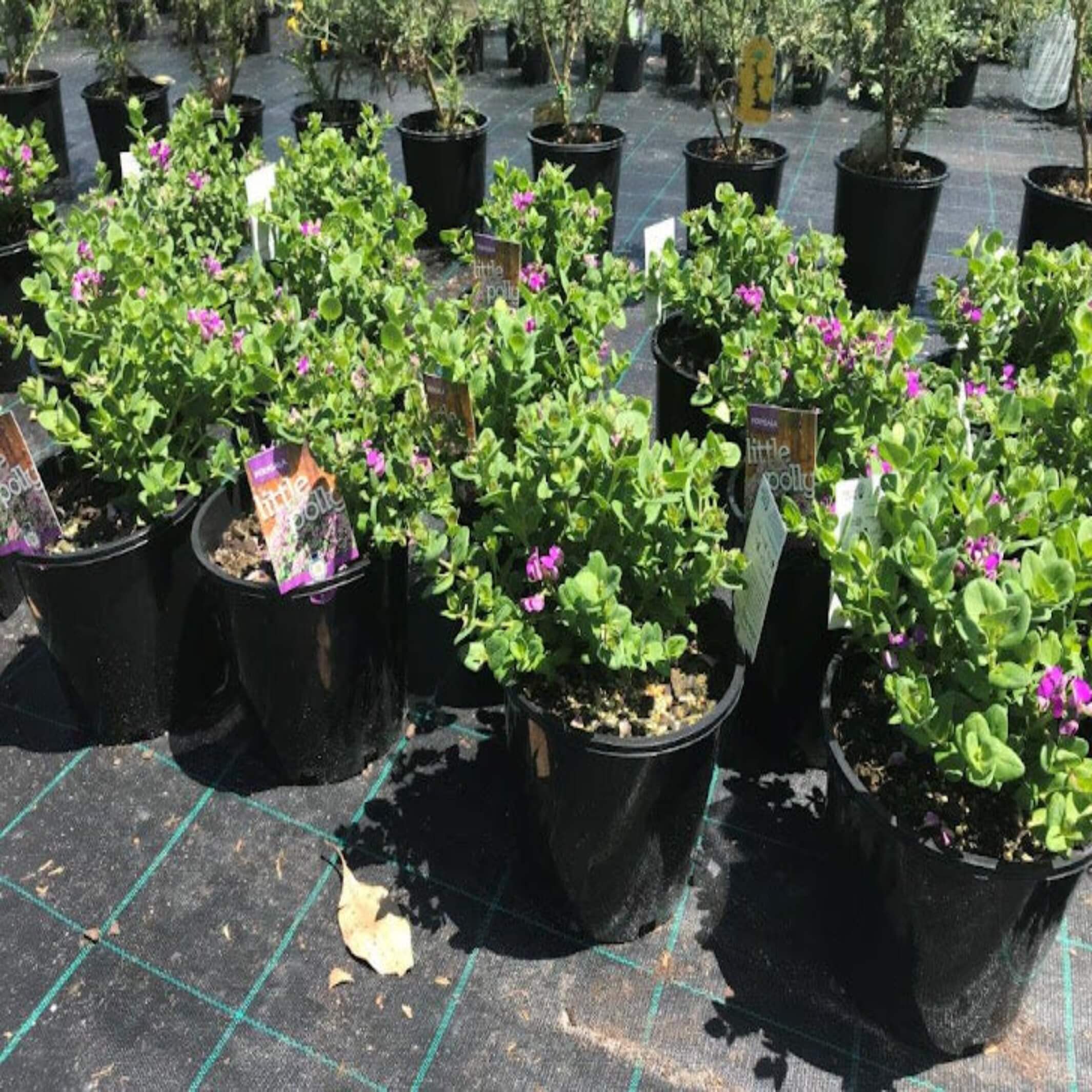 Polygala 'Little Polly' (Dwarf Polygala) - I The Australian Plant Shop