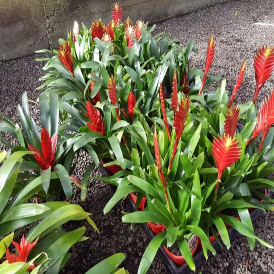 Vriesea Mixed Bromeliad 140 mm