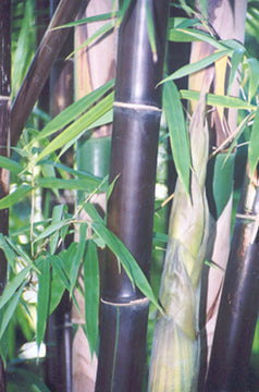 bambusa lako timor black 200 mm