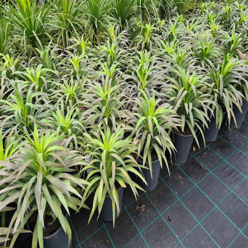 yucca desmetiana 200 mm