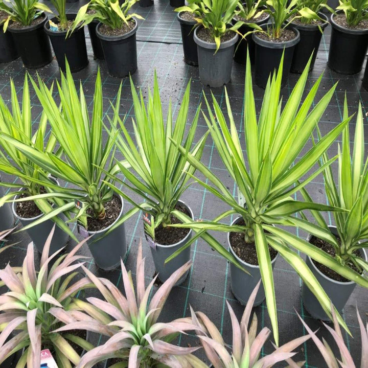 yucca elephantipes relles special 200 mm
