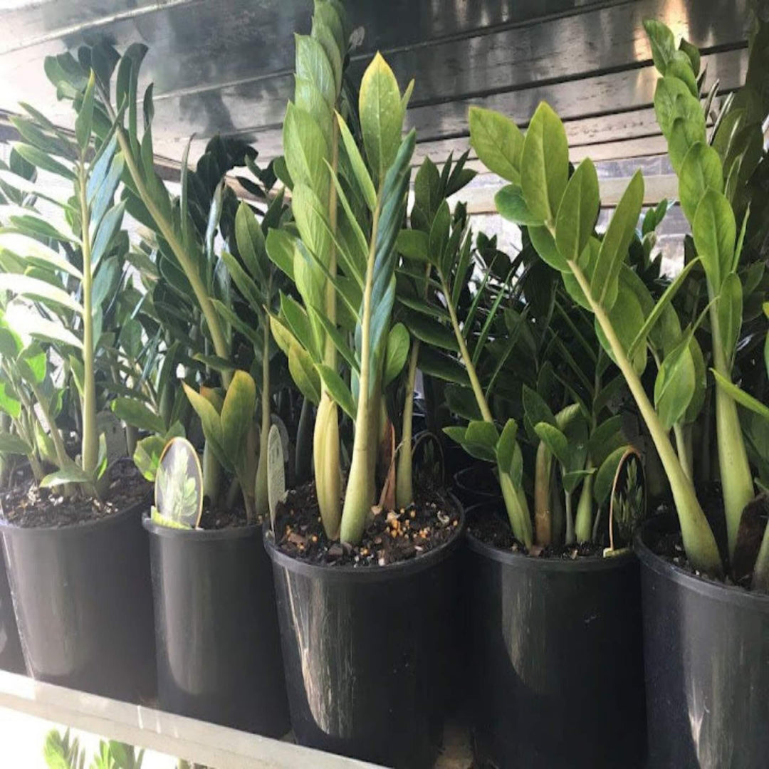 zamioculcas zamiifolia