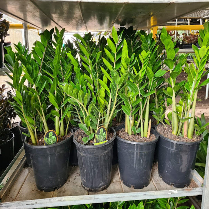 zanzibar gem plant