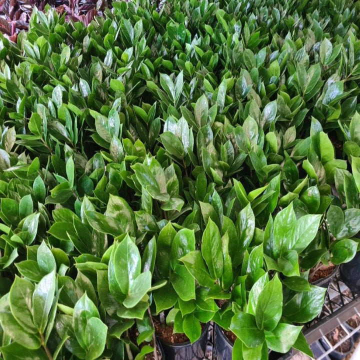 zz plant